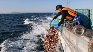 大きく育てホタテの子　サロマ湖周辺のオホーツク海　稚貝の地まき始まる