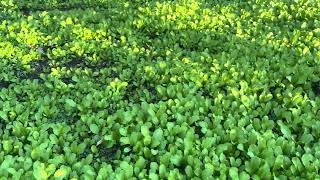 Vườn rau sạch của bố mẹ mình, cuộc sống mỹ 😍