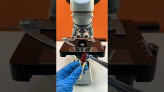 Lipstick under the microscope #lipstick #lipsticklover #lips #microscope #knowledge