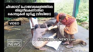 ചി​റ​ക്ക​ട​വ് മ​ഹാ​ദേ​വ​ക്ഷേ​ത്ര​ത്തി​ലെ തി​രു​നീ​ല​ക​ണ്ഠ​ന്‍റെ കൊ​മ്പു​ക​ൾ മുറിച്ചു ( വീഡിയോ )