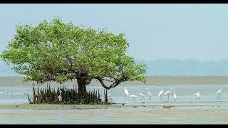 కోరంగి అభయారణ్యం || coringa wildlife sanctuary