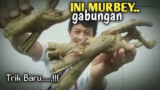 Bahan Bonsai Murbei Gabungan dan Persiapan Pra Tanamnya @aribonsaiart4508