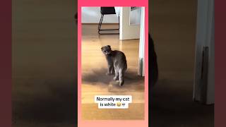 Funny cat compilation video 😂😂#shorts