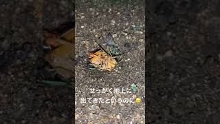 羽化の途中で蟻にたかられもがく蝉