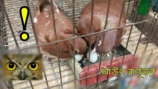 Owl Pigeon / আউল কবুতর / Fancy kabootar video Bangladesh / bengal beauty