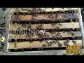 அம்மாவாசை அன்று தேனீக்கள் தேன் குடிக்குமா theni valarpu தேனீ வளர்ப்பு honey bees