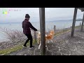 ひこにゃんに会いに行こう！！　秋田犬【ごん・みく チャンネル】