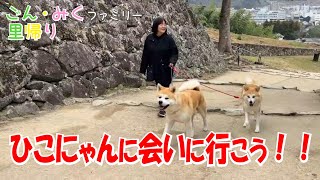 ひこにゃんに会いに行こう！！　秋田犬【ごん・みく チャンネル】