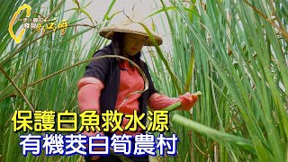 不想只當個家庭主婦.回南投家鄉有機栽植茭白筍∣一步一腳印【回鄉女兒的有機堅持】20230409