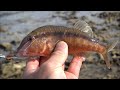 shallow diving minnows around reef