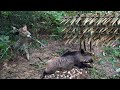 200 days of survival in the wild, skills, setting traps for wild boars, alone survival