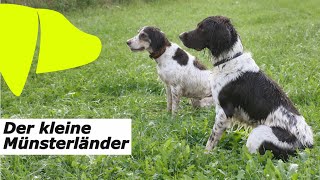 Kleiner Münsterländer