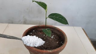 How to use Urea Properly?|What is urea \u0026 How to use urea Fertilizer?#Shorts