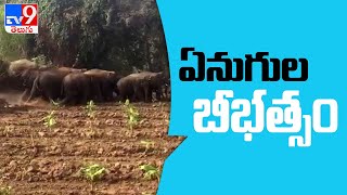 Elephant Attack Elephant herd in Chittoor district borders - TV9