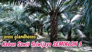 Inilah Sebab Banyak Petani Sawit Lebih Memilih SRIWIJAYA SEMIKLON 5