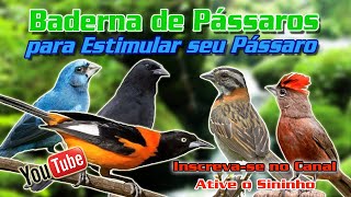 BADERNA DOS PÁSSSAROS, ESQUENTE SEU PÁSSARO EM 1 HORA