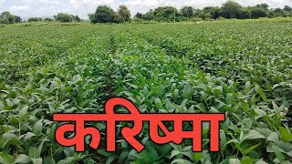 करिष्मा सोयाबीन | Karishma soyabin | Karishma soybean variety | vigor soybean Karishma