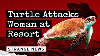 Turtle Attacks Woman at Resort