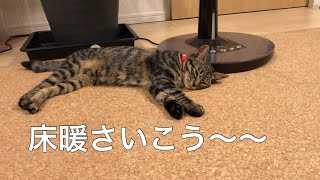 床暖の虜な猫【保護子猫】