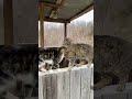 cats greeting