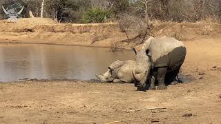A Rhino Mother and Son Enjoy Time at the Waterhole & Mud Wallow