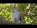 20230306 大安森林公園鳳頭蒼鷹，天氣好，廣志小南交尾築巢 （手持錄影會搖晃）