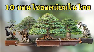 Top 10 Bonsai Popular in Thailand