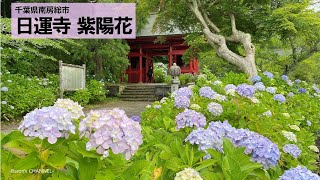 南房総のあじさい寺 「日運寺」 2万株の紫陽花が見頃（千葉県南房総市） 2022年6月20日