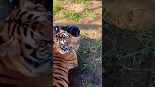 Tiger and dog caught red handed kissing 😳😹