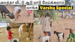 எங்கள் வீட்டு மாடு,ஆடு வளர்ப்பு/பசுந்தீவனம் முறை/ Cow,Goat Maintenance and Green Fodder details