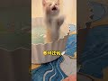 funny 萌化了 cat shortsvideo