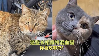 宠物解说：这些长相奇特混血猫，你喜欢哪只？