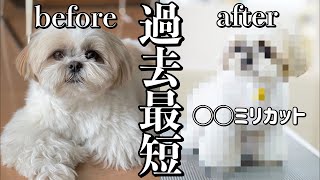 【生配信#29】シーズーをトリミングで◯◯ミリにカットしたら別犬になった（2022.4.28）