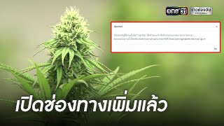 แห่จดแจ้งปลูก “กัญชา” จน “แอปฯ-เว็บไซต์” ล่ม | ข่าวเย็นช่องวัน | ข่าวช่องวัน