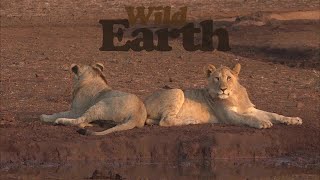 WildEarth - Sunrise - 20 September 2020