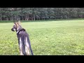 malamute mix first encounter with a deer 初めて鹿に遭遇したマラミュートミックスのレオ