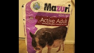 Mazuri Active Adult Mini Pig Feed Review