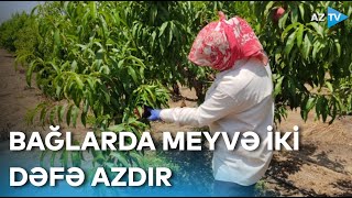 Lənkəranda iki dəfə az meyvə yığılmasının səbəbləri - REPORTAJ