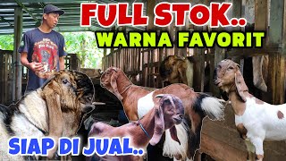 HARGA KAMBING JRABANG SUPER TERBARU‼️ DI JAMIN KUALITAS TOP..