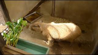 2023年9月上旬　チェリーにもホテイアオイが来ました。　～大宮公園小動物園のカピバラ～