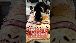 この保護猫カフェでは押し入れみたいな個室で多数の保護猫とお昼寝できます😴。 #保護猫 #rescuedcat #猫 #cat #shorts