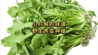 回忆小时候味道，野生荠菜如何种植