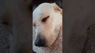 【I sleep well afetr mischief.♪】＃Labrador Retriever 【＃ラブラドールレトリーバー】#Japan