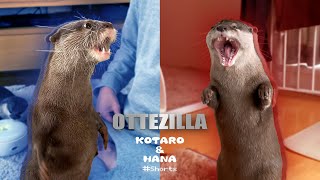 最強対決！カワウソのゴジラ顔選手権　Otter Godzilla #Shorts