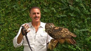 Zoocademy - Eurasian Eagle Owl - Zoo Miami