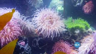 Anemone spawning