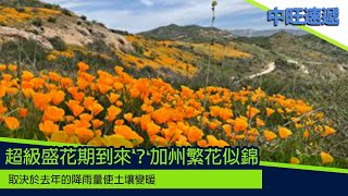 中旺速遞 ｜超級盛花期到來？加州繁花似錦 2024 0425