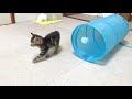 遊んでいたら引っかかって焦る子猫