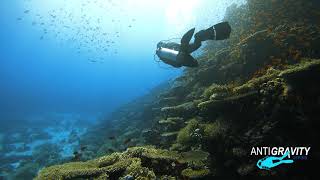 Egypt Careless Reef by Anti-Gravity Diving