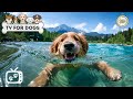 🔴 DOG TV: The BEST Fun Entertainment for Bored Dogs with Music for Dogs • Relax Your Dogs Music